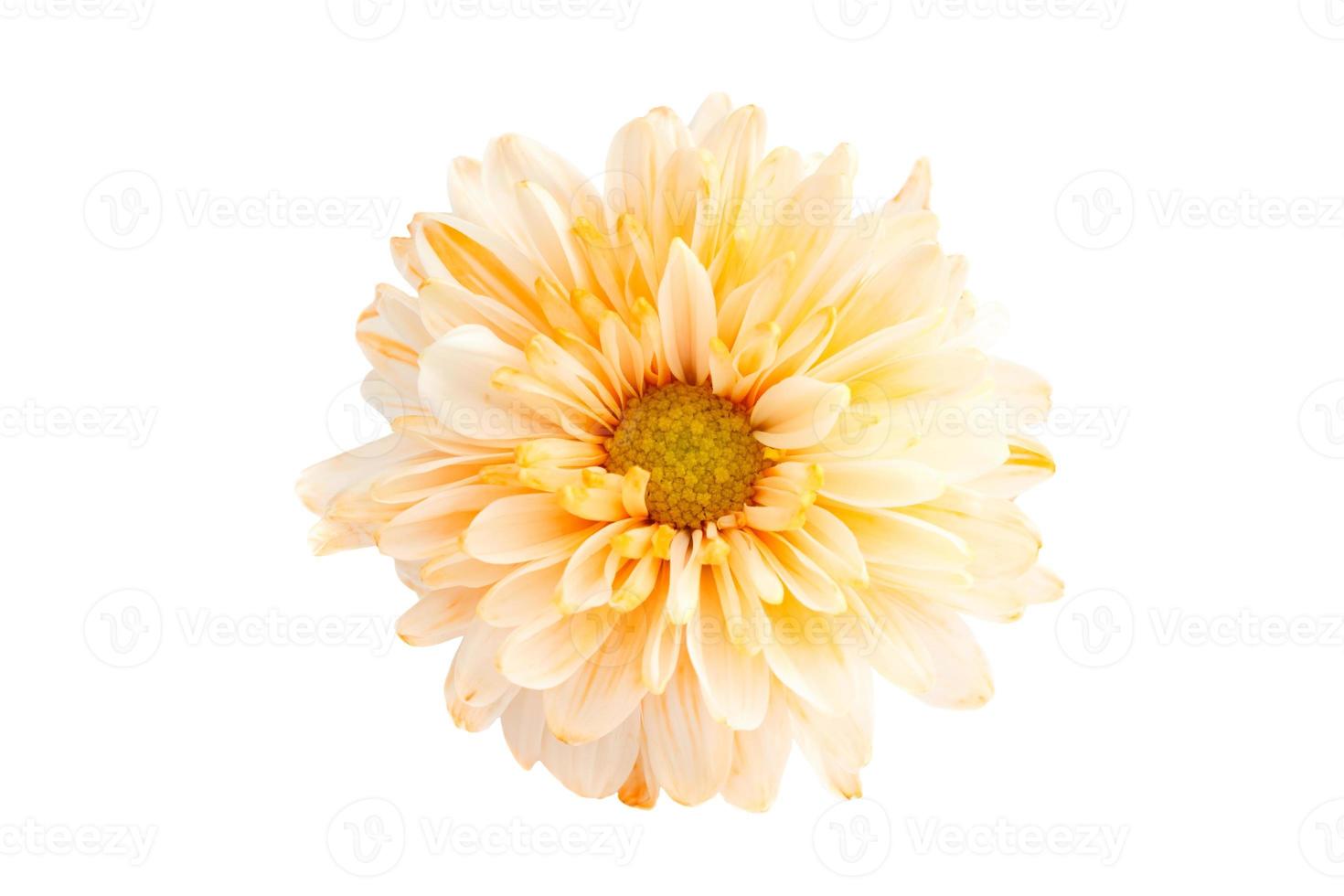 chrysanthemum geïsoleerde achtergrond foto