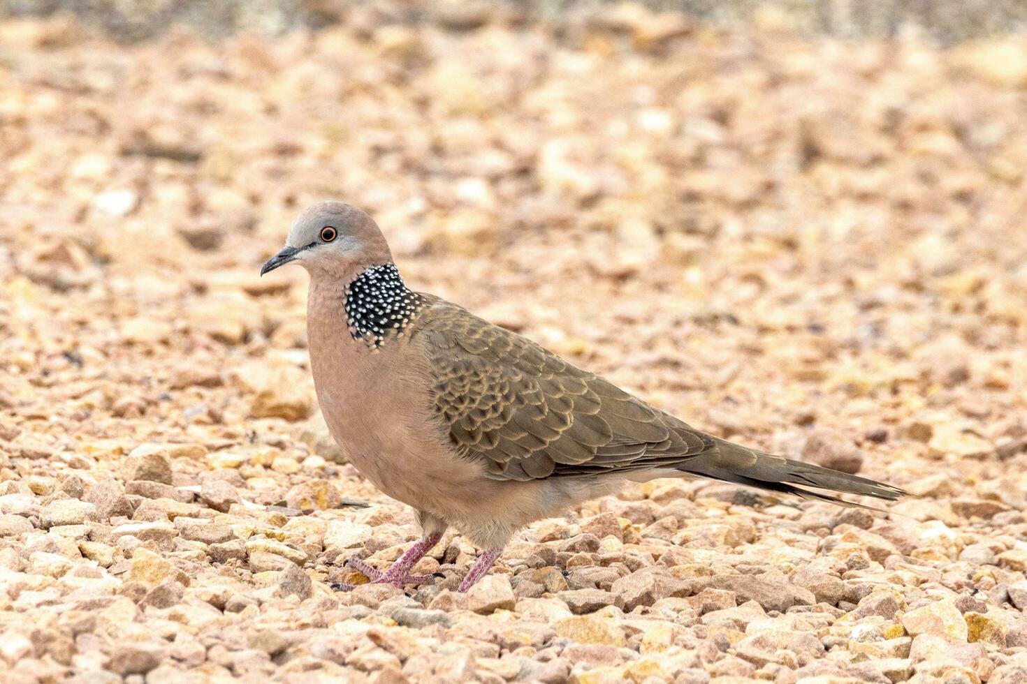 gevlekte duif in Australië foto