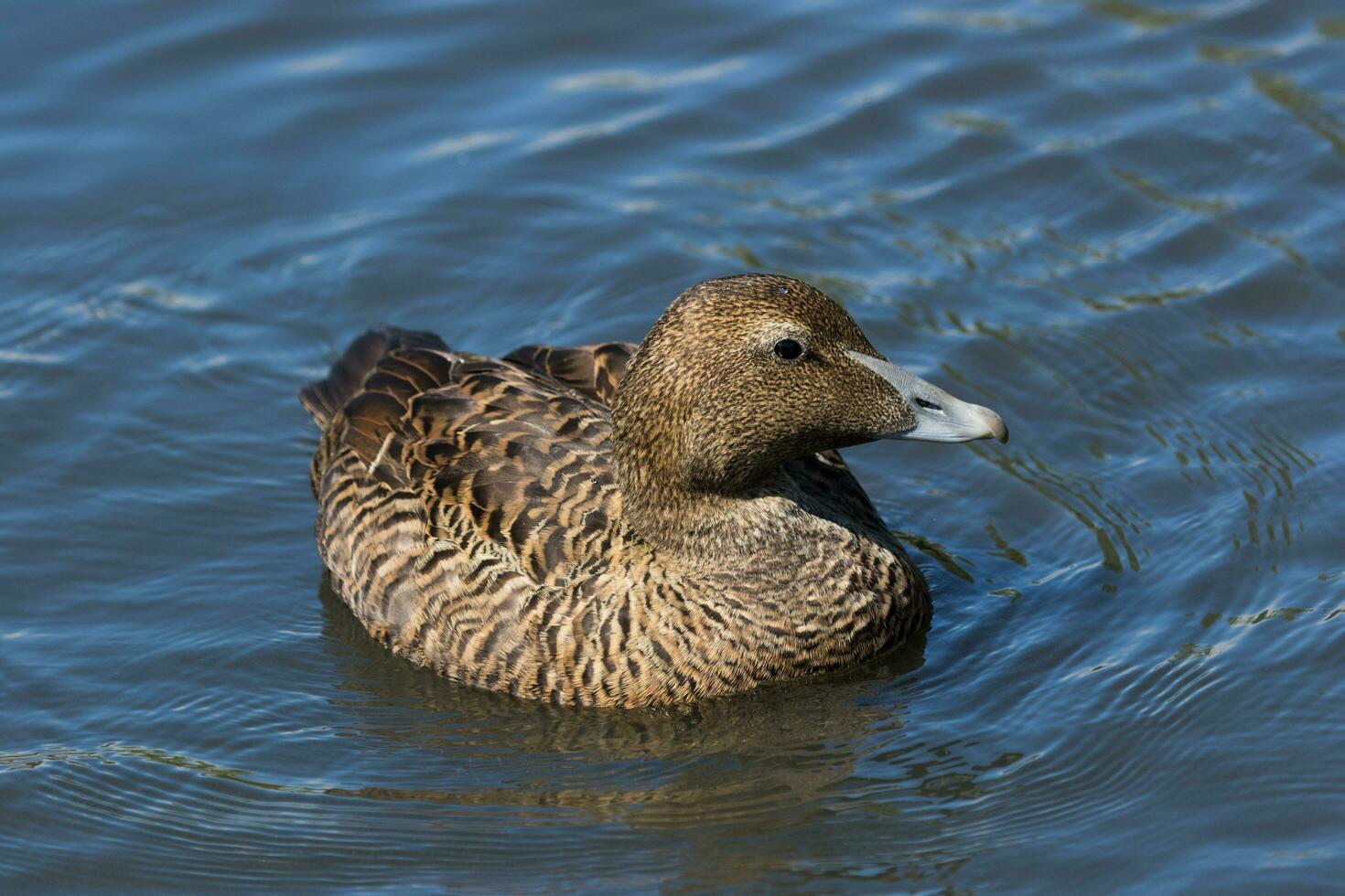 gemeenschappelijk eider in Engeland foto