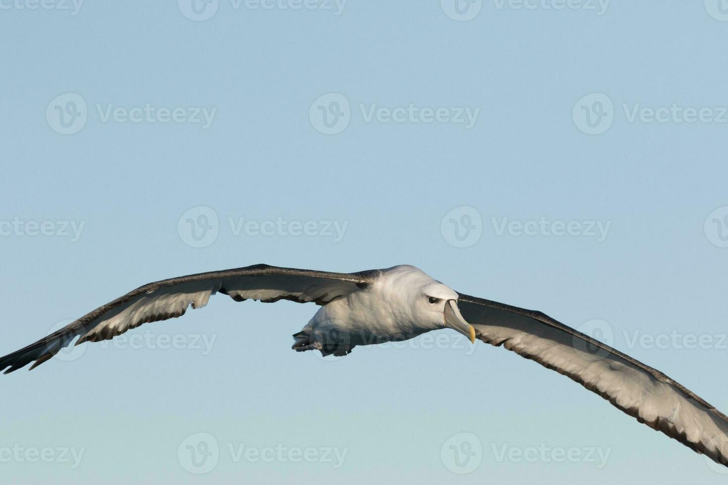 witgekapt mollymawk albatros foto