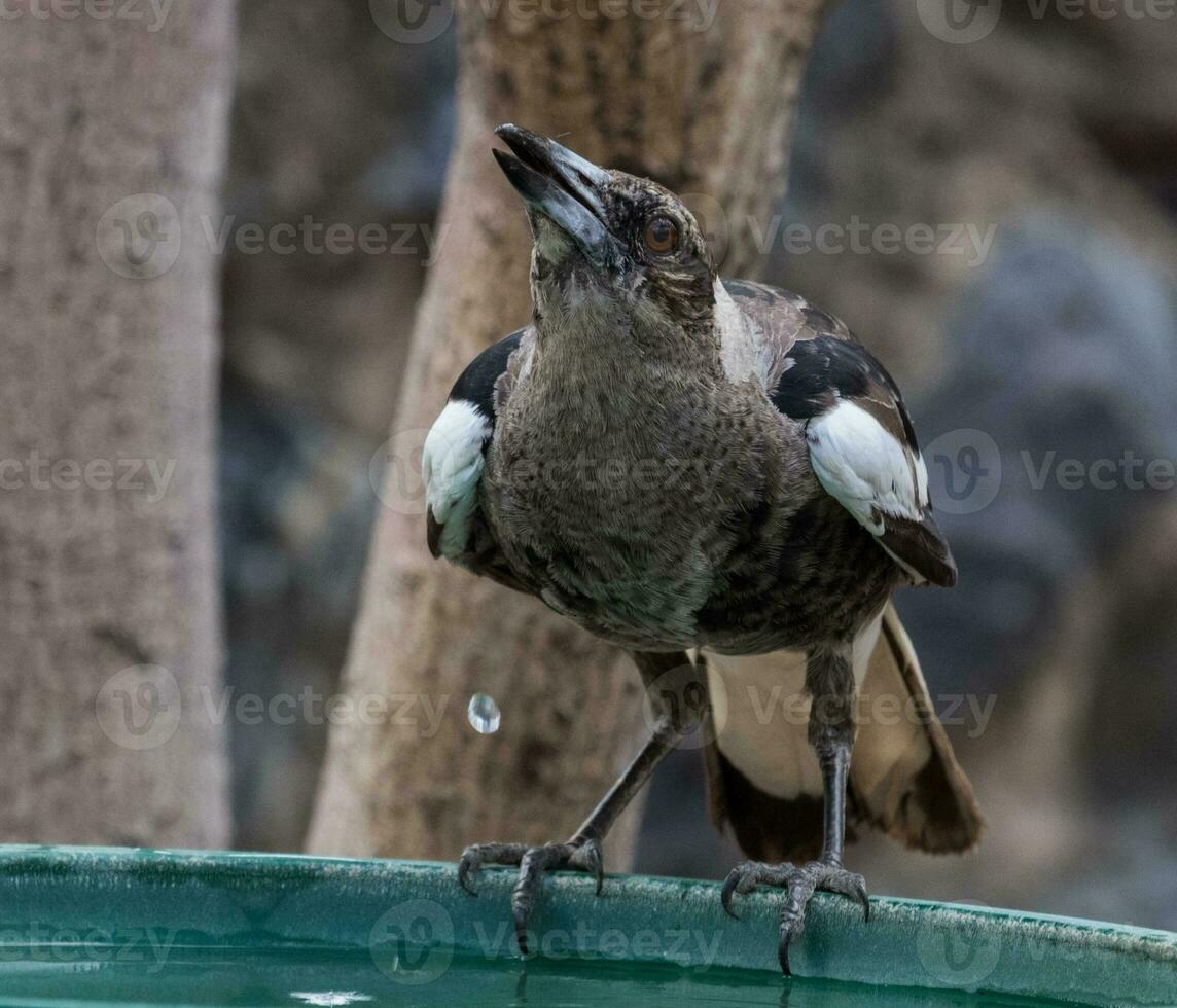 Australisch ekster in Australië foto