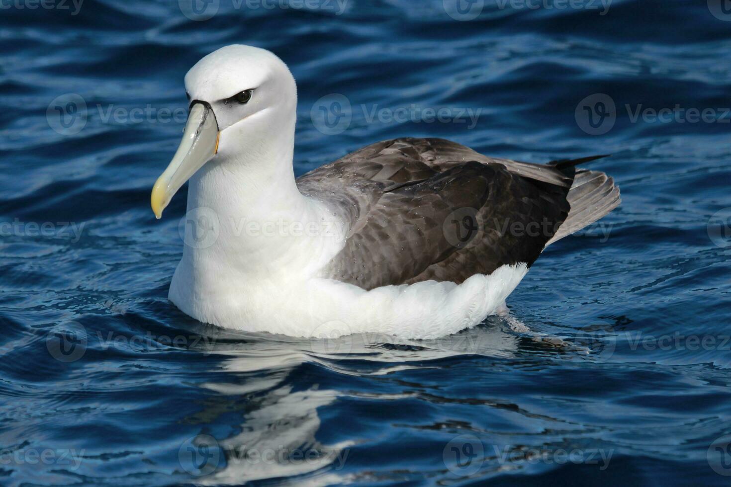 witgekapt mollymawk albatros foto