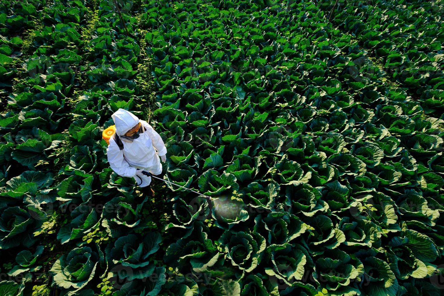 vrouwelijke tuinman in een beschermend pak en masker spray insecticide en chemie op enorme kool groenteplant foto