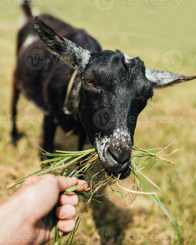 voeden vers gras in een geit veld- - landbouw en landbouw foto