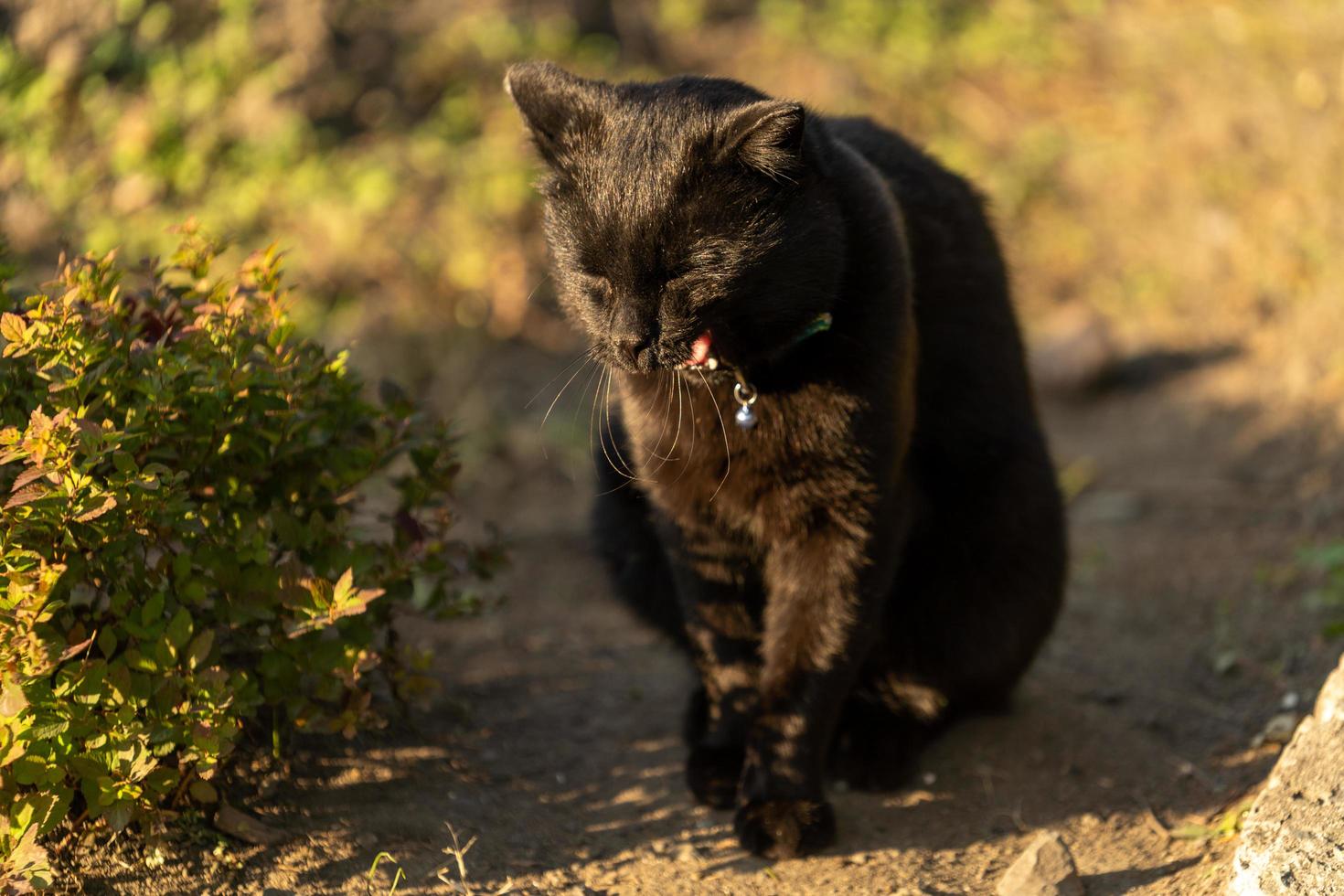 portret van een zwarte kat op de achtergrond van vegetatie in de tuin foto