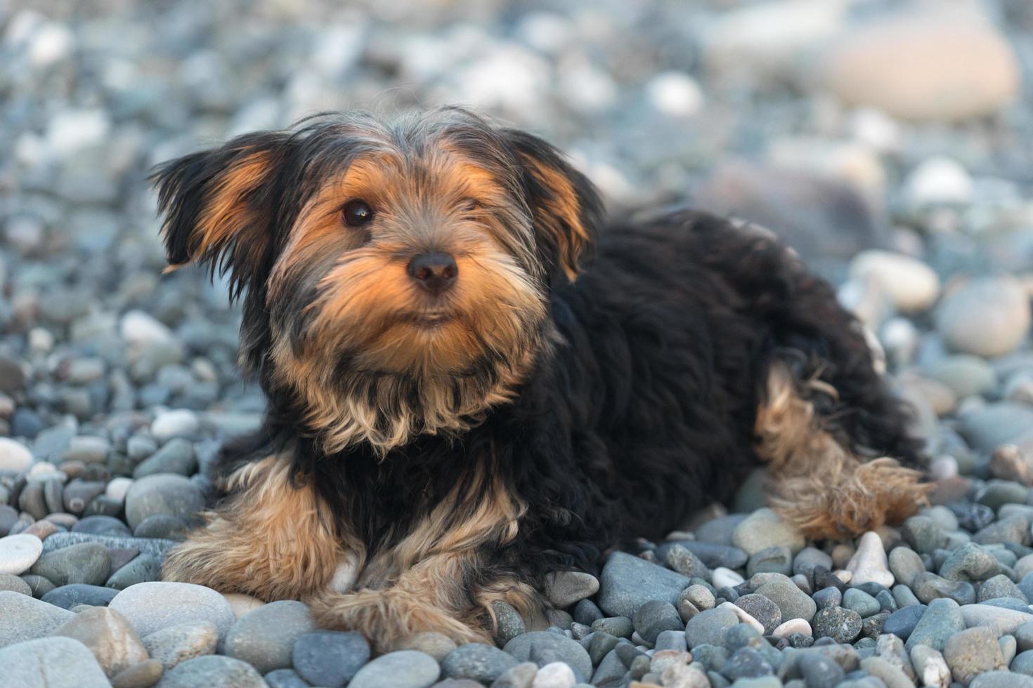 kleine zwarte en bruine yorkshire terrier yakshinskiy foto