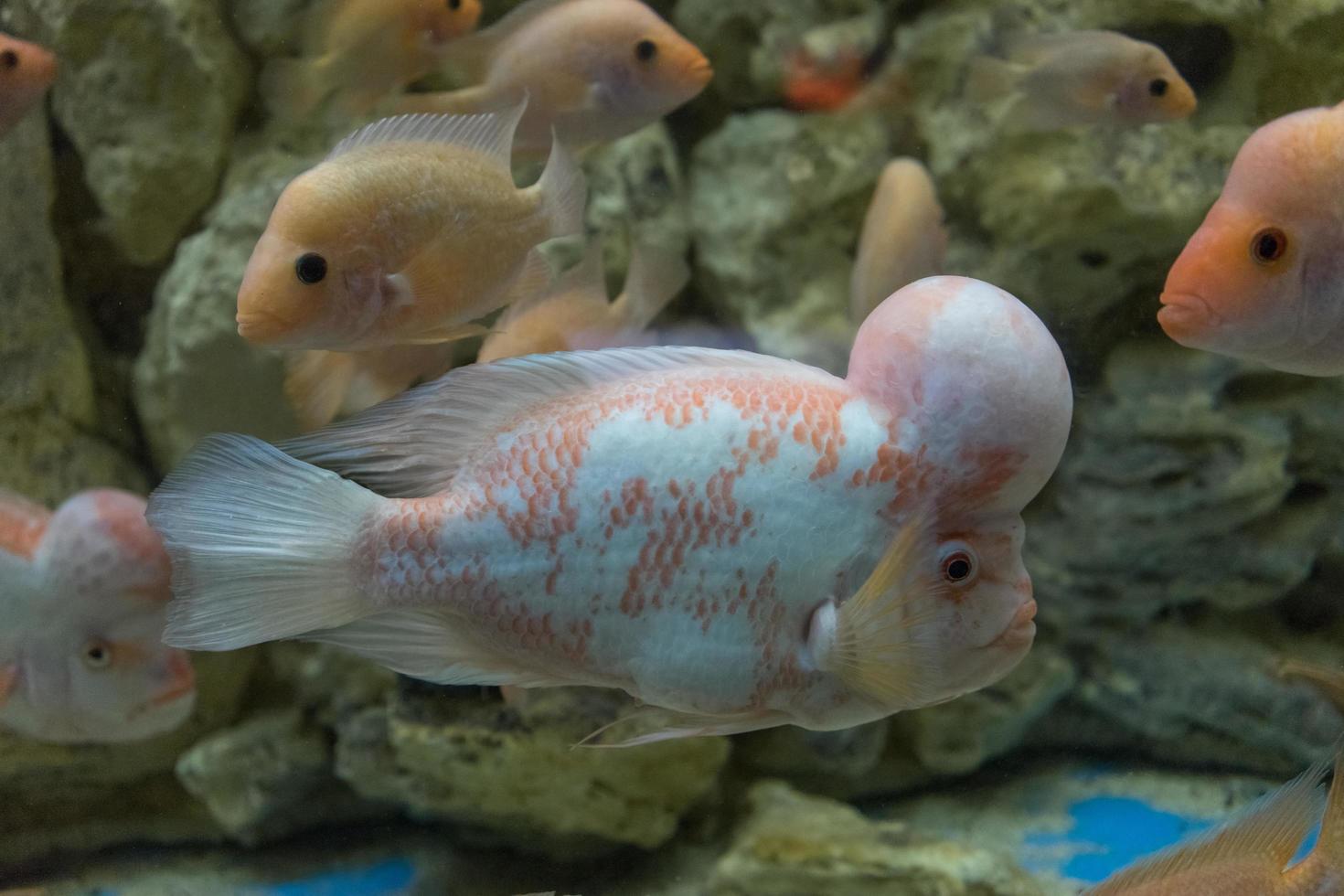 oceaanvissen in een groot aquarium met algen en vissen van andere soorten foto