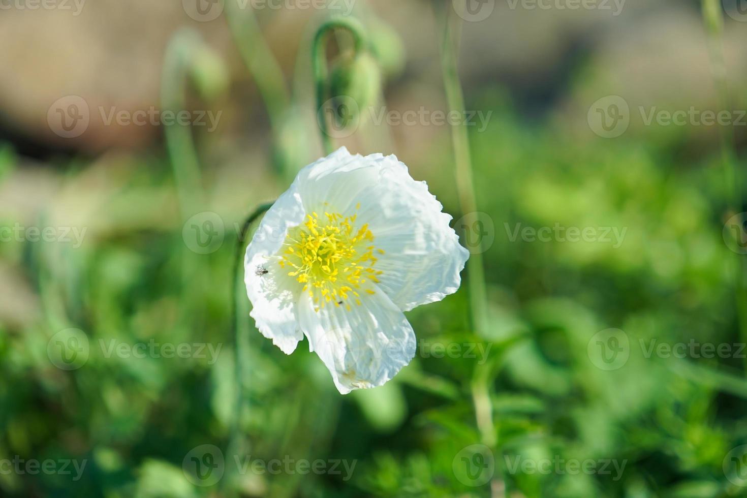 florale achtergrond met witte klaproos uit het Verre Oosten foto
