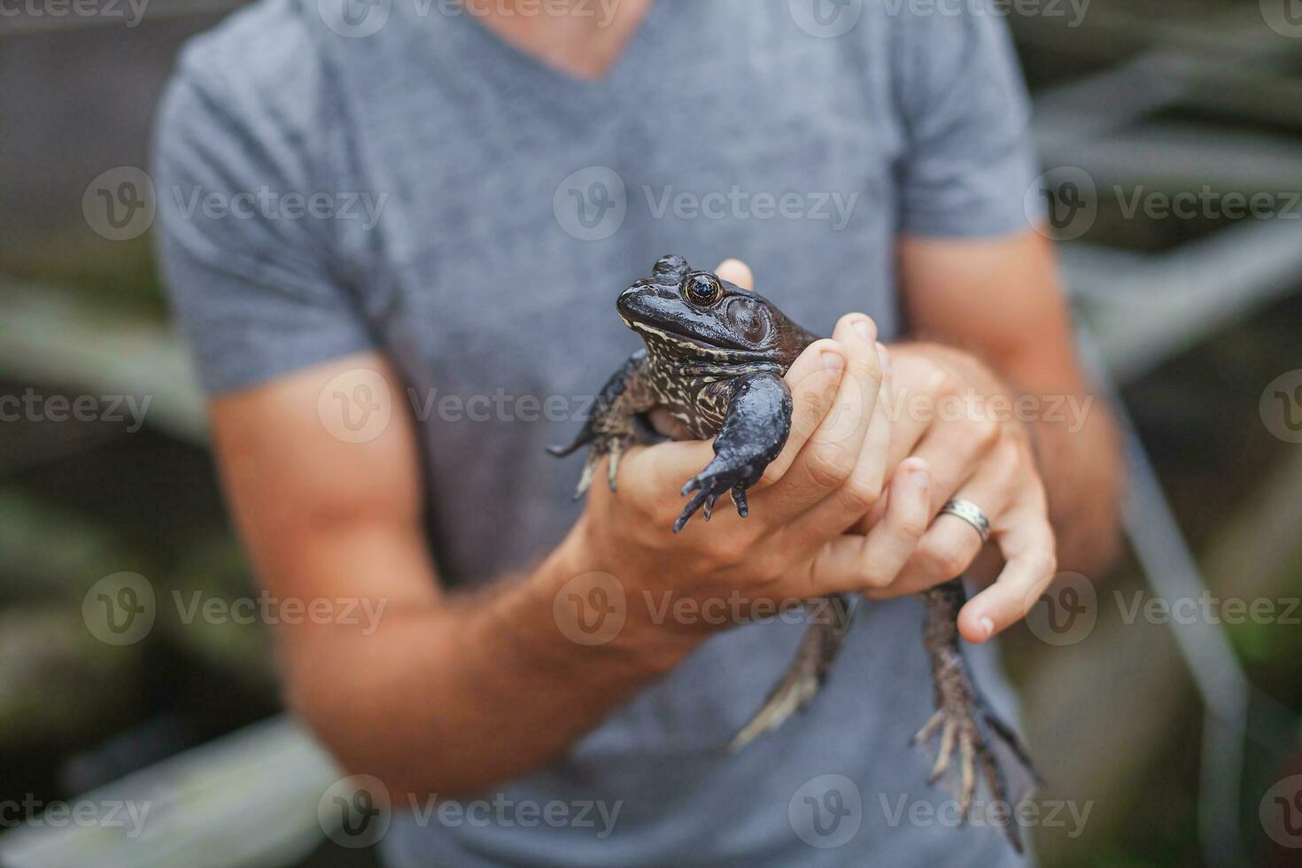 boer Aan kikker boerderij in Bali foto