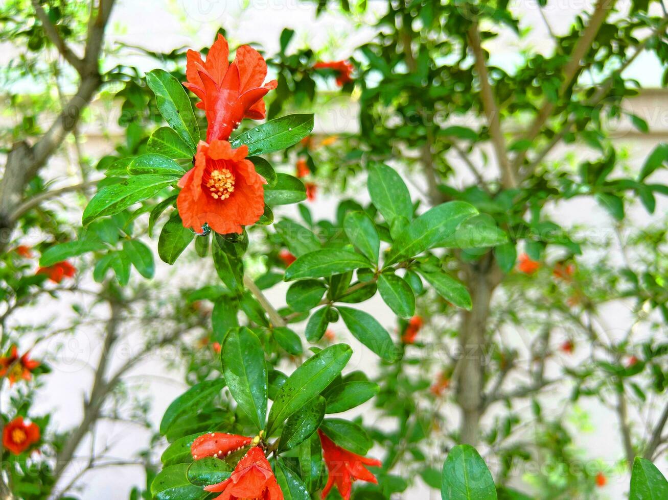 granaatappel boom met bloemen, granaatappel achtergrond foto