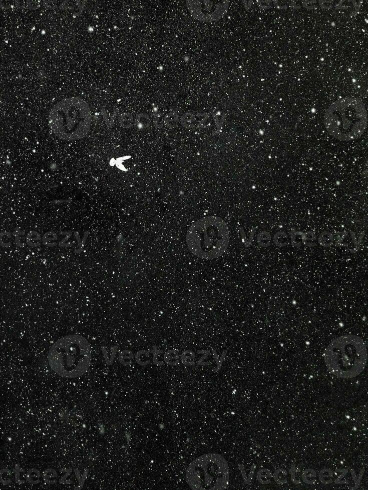 een klein wit vogel aftekenen tegen een sterrenhemel zwart lucht foto
