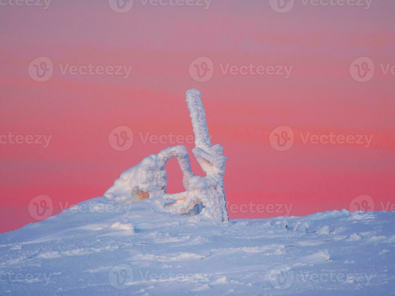 minimalistisch roze dageraad magisch bizar silhouet van Spar boom zijn gepleisterd met sneeuw. arctisch hard natuur. mystiek fee verhaal van de winter. sneeuw gedekt eenzaam Kerstmis Spar boom Aan berghelling. foto