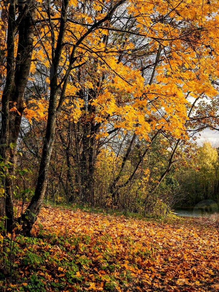 gouden herfst, park Aan een zonnig dag. geel esdoorn- boom Aan een helder natuurlijk zonnig herfst achtergrond. foto