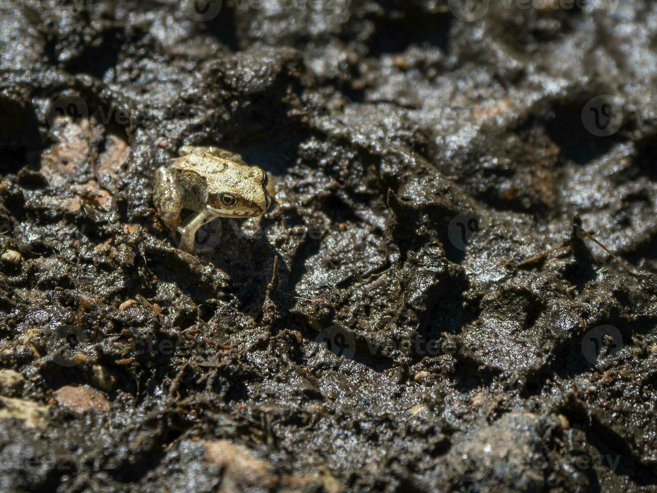 een klein kikker rana in de modder Bij nacht foto
