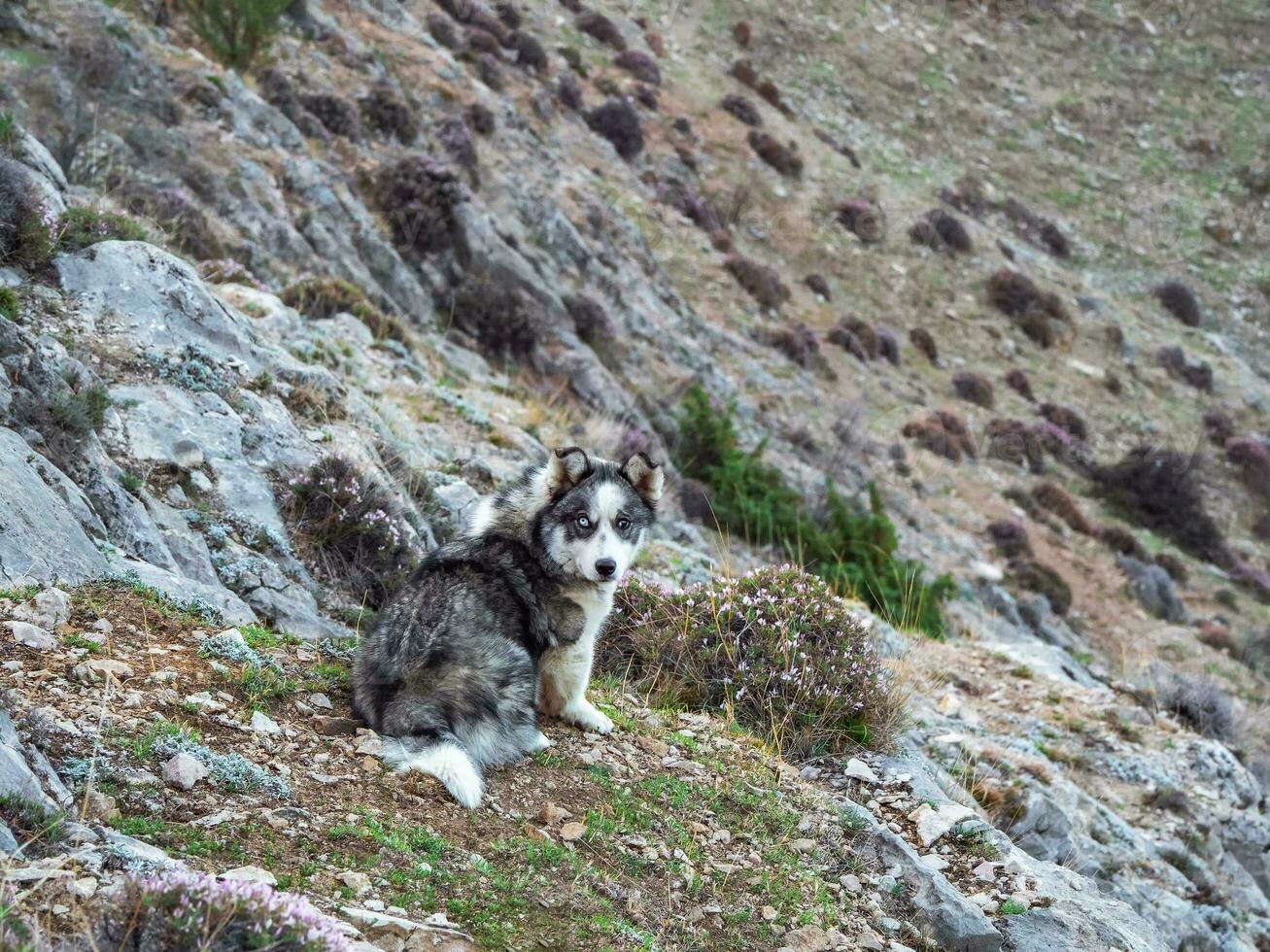 hond in de bergen. ruig Siberisch schor hond Aan een berg helling. een gids hond in de bergen vroeg ochtend. foto