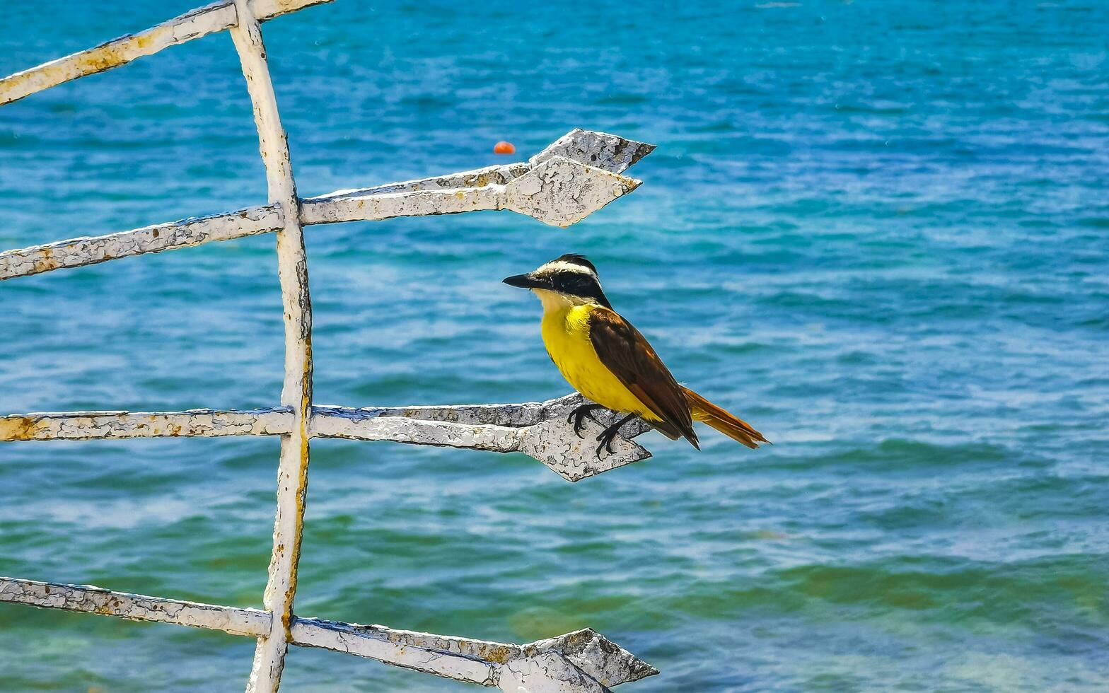 Super goed kiskadee zittend Aan metaal traliewerk Bij tropisch caraïben zee. foto