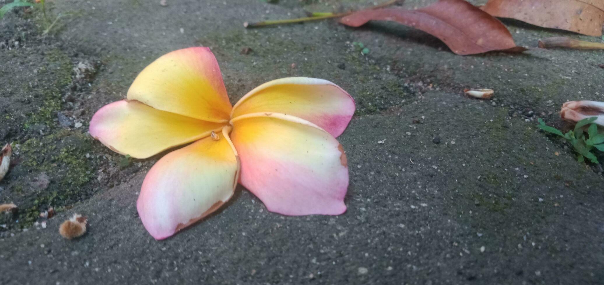 Cambodjaans bloemen aan het liegen Aan de grond foto