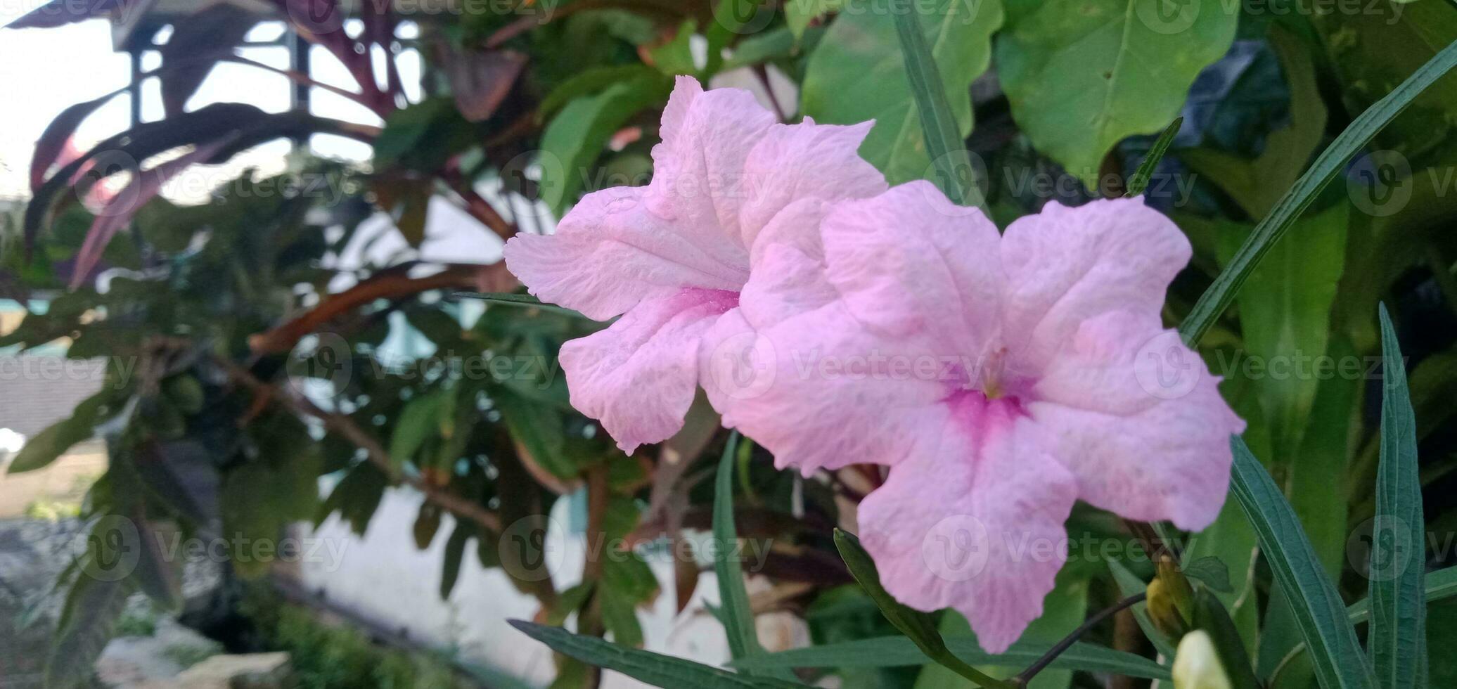 detailopname roze bloemen van ruellia simplex foto