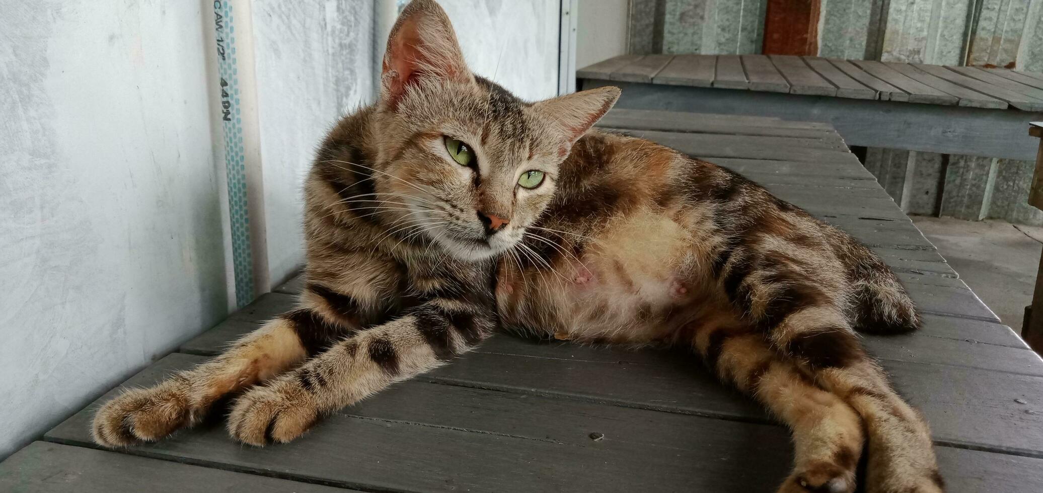 dier fotografie - katten houdende naar beneden foto