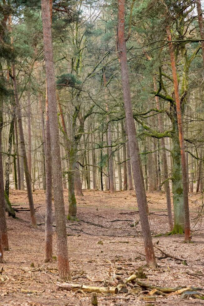 geweldig boom in de park foto