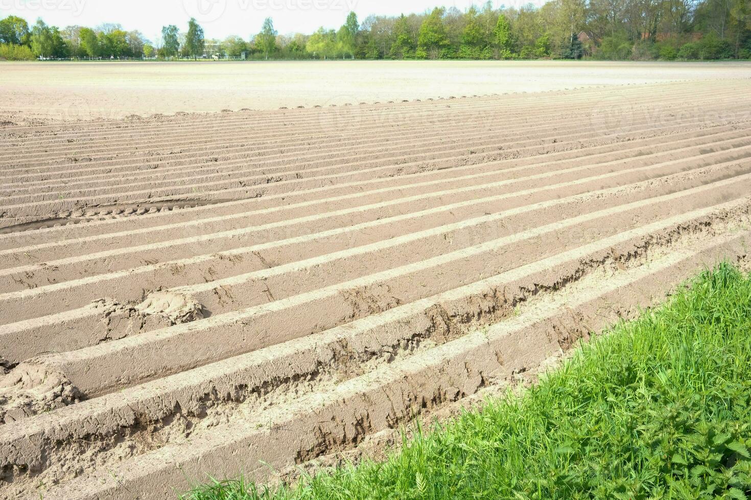 voorbereiding voor een aardappel veld- in voorjaar foto