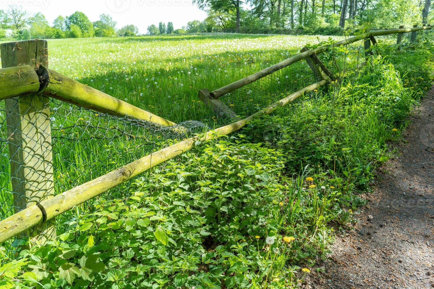 hek met heel groen weide foto