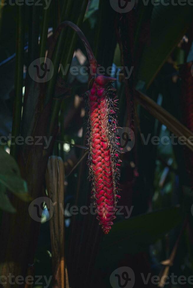 detailopname van rood biefstuk heliconia bloem groeit Aan fabriek in Woud Bij costa rica foto