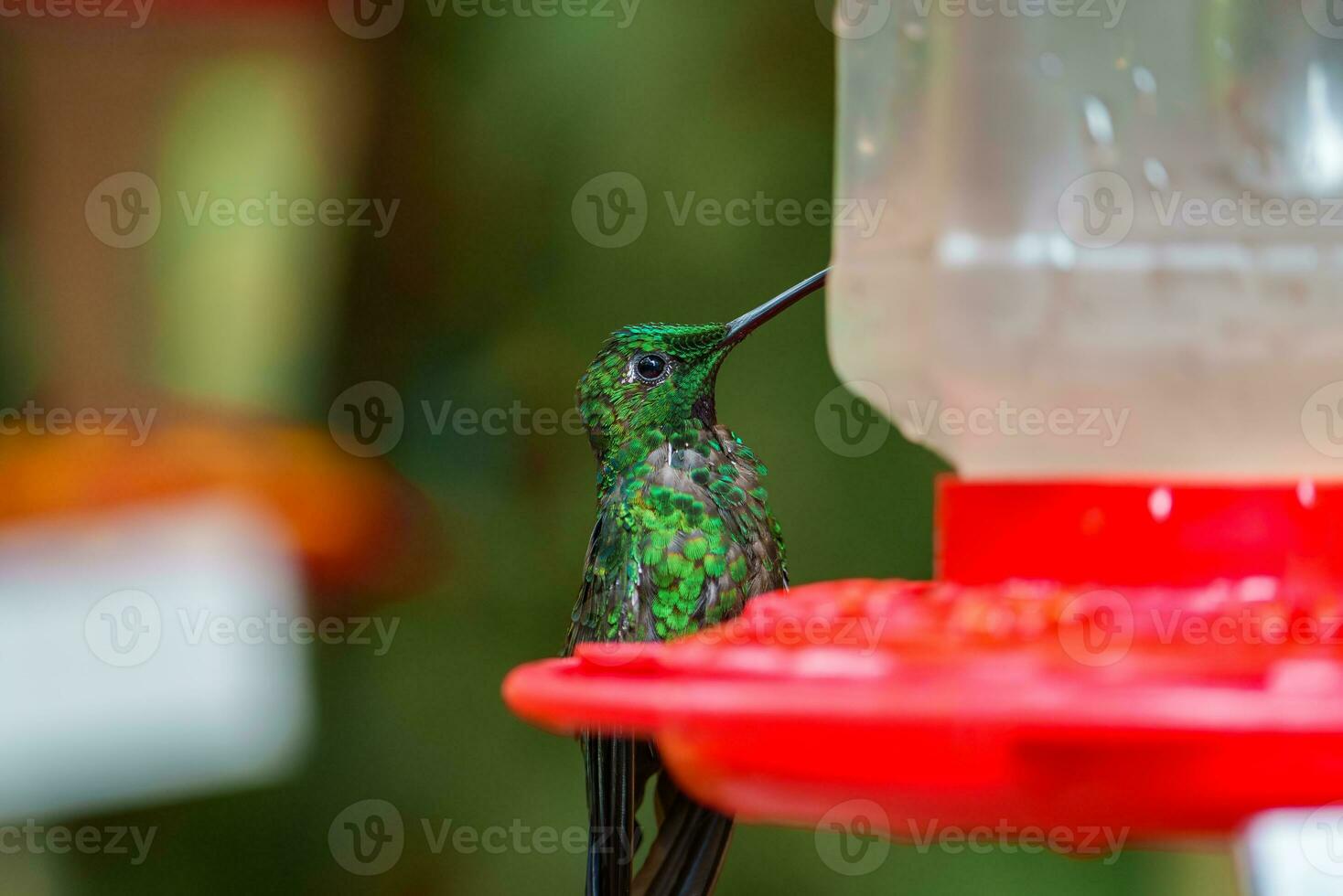 focus selectie. kolibrie in de regen Woud van costa rica foto