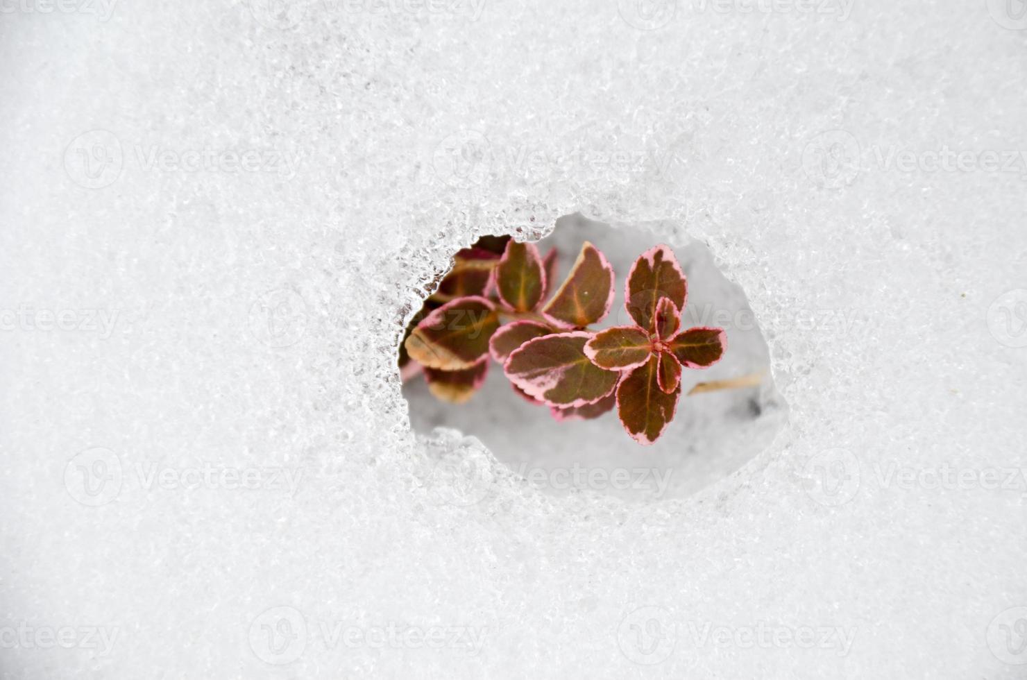 Euonymus fortunei rood gekleurd in de sneeuw foto