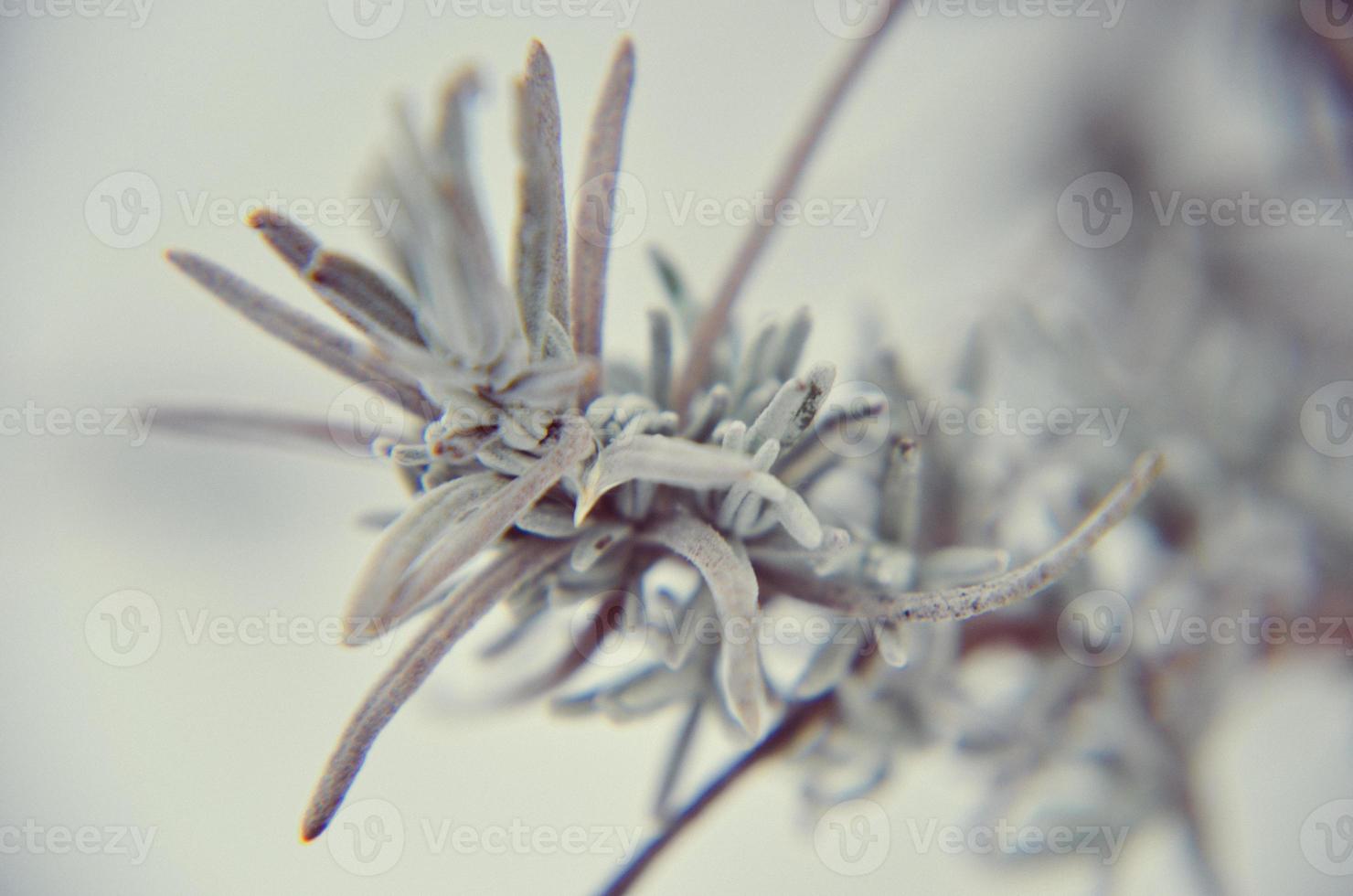 close-up van lavendel in de winter foto