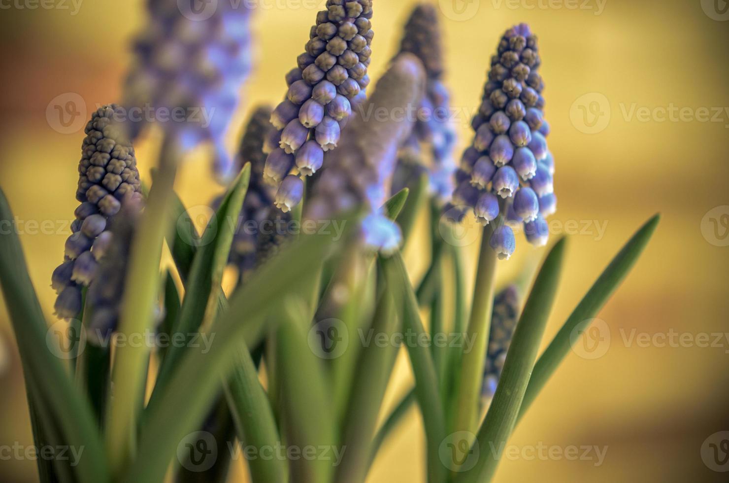 blauwe muscari close-up op blured achtergrond foto