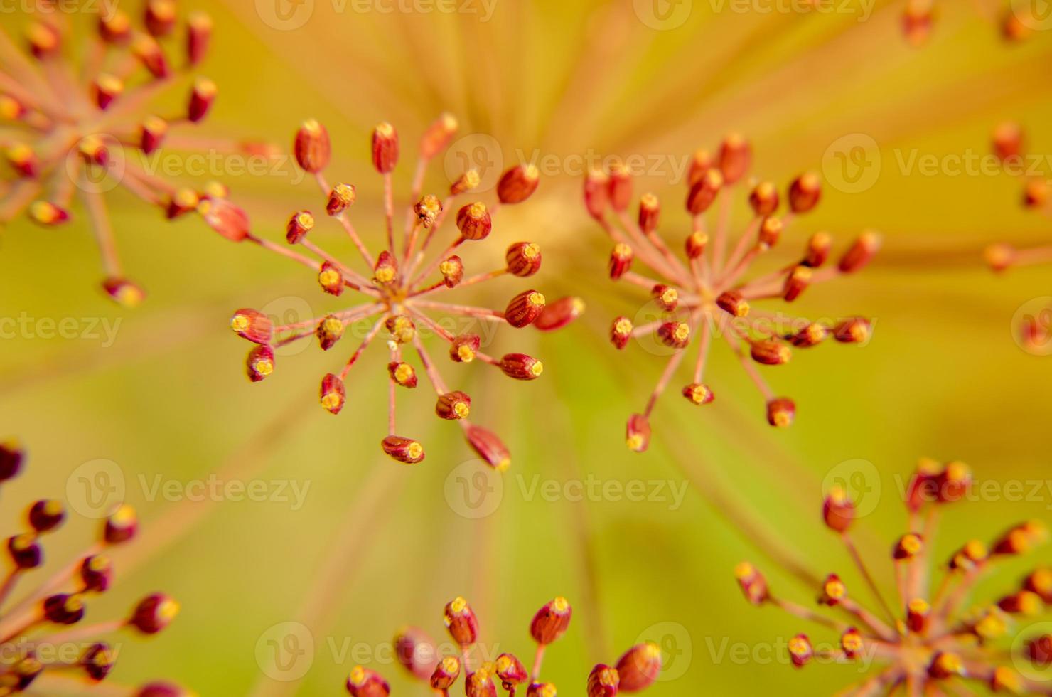 bug op dille bloem close-up foto