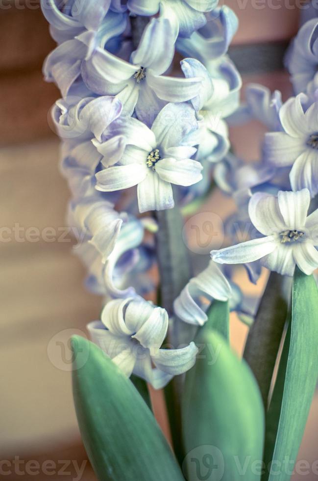 twee delfts blauwe lelie hyacinthus orientalis liliaceae foto