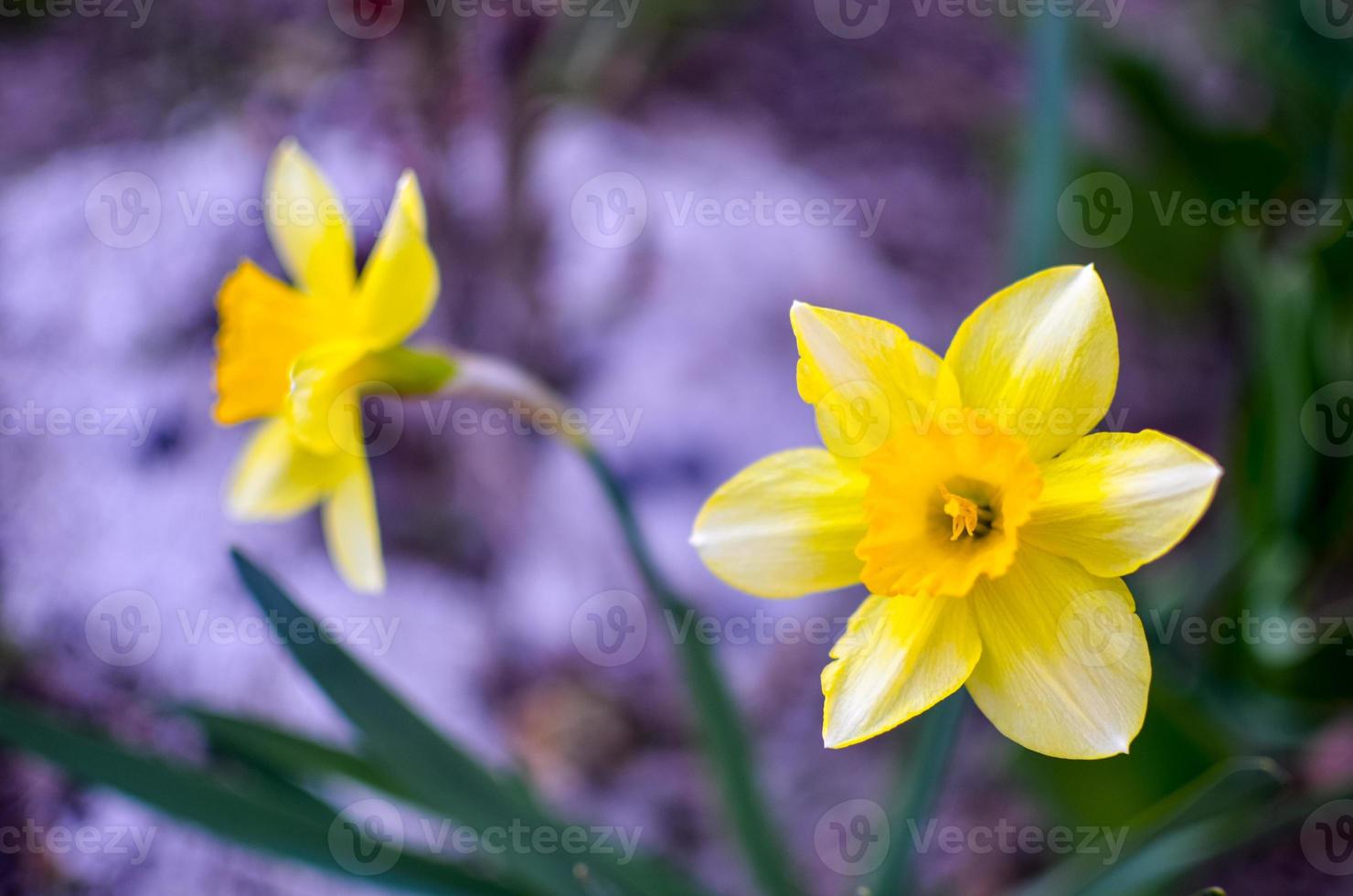 gele narcis narcissus bloem in het voorjaar foto