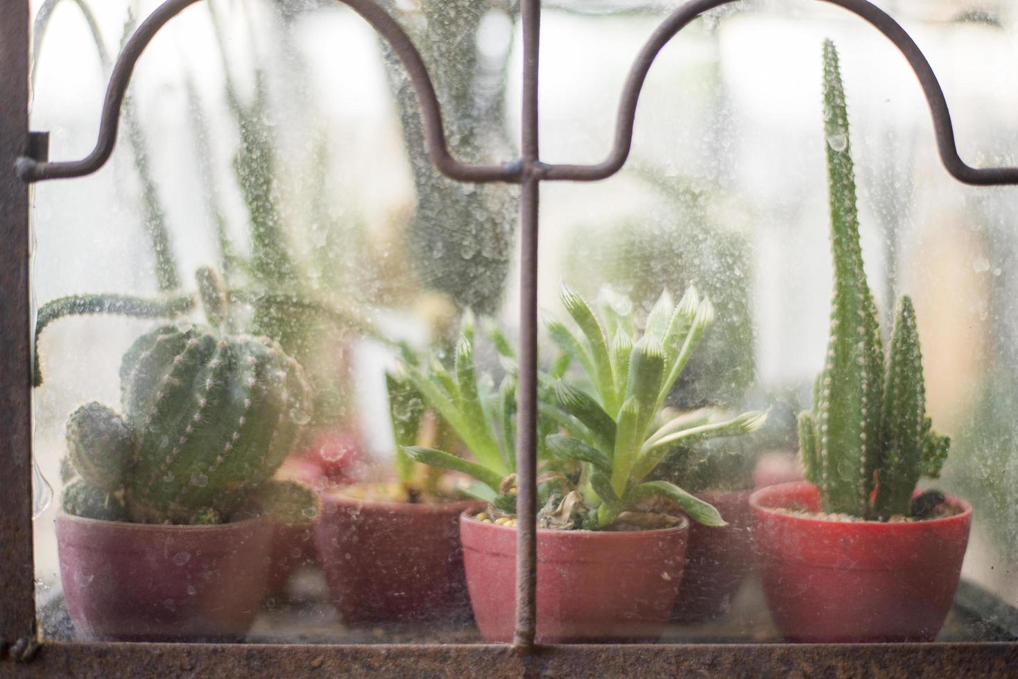 cactus in coffeeshop foto