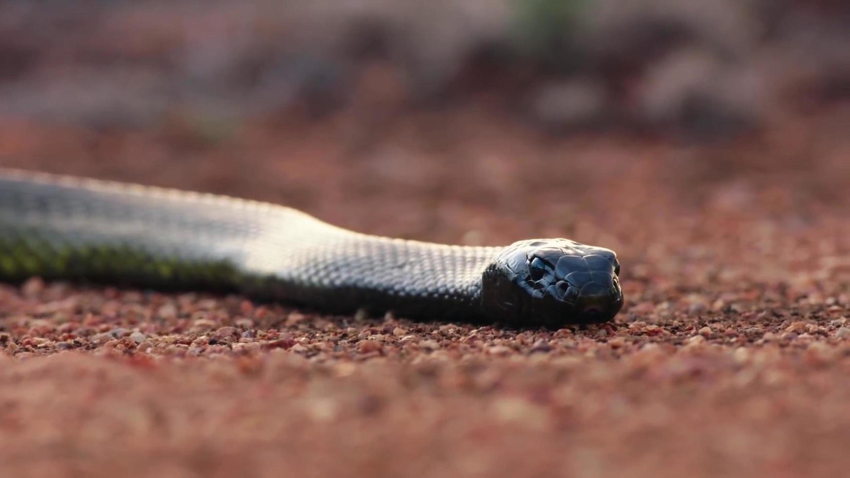 een Afrikaanse zwarte mumba-slang die op woestijnvloer ligt te wachten op zijn prooi foto