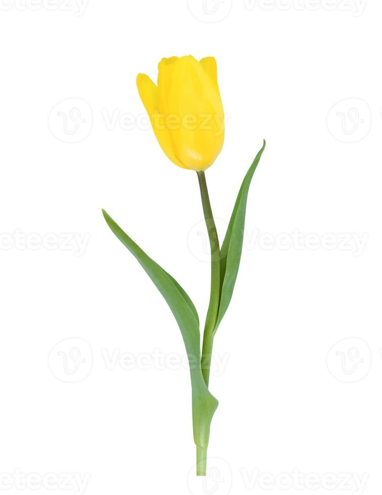 een gele tulp geïsoleerd op een witte achtergrond foto