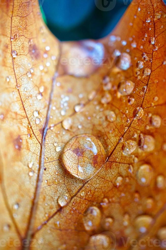 druppels op het bruine blad in regenachtige dagen foto