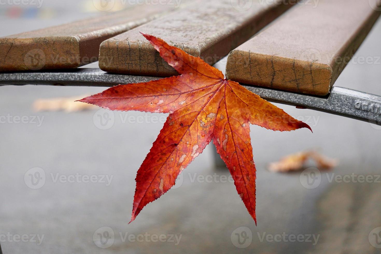 rood esdoornblad in de herfstseizoen foto