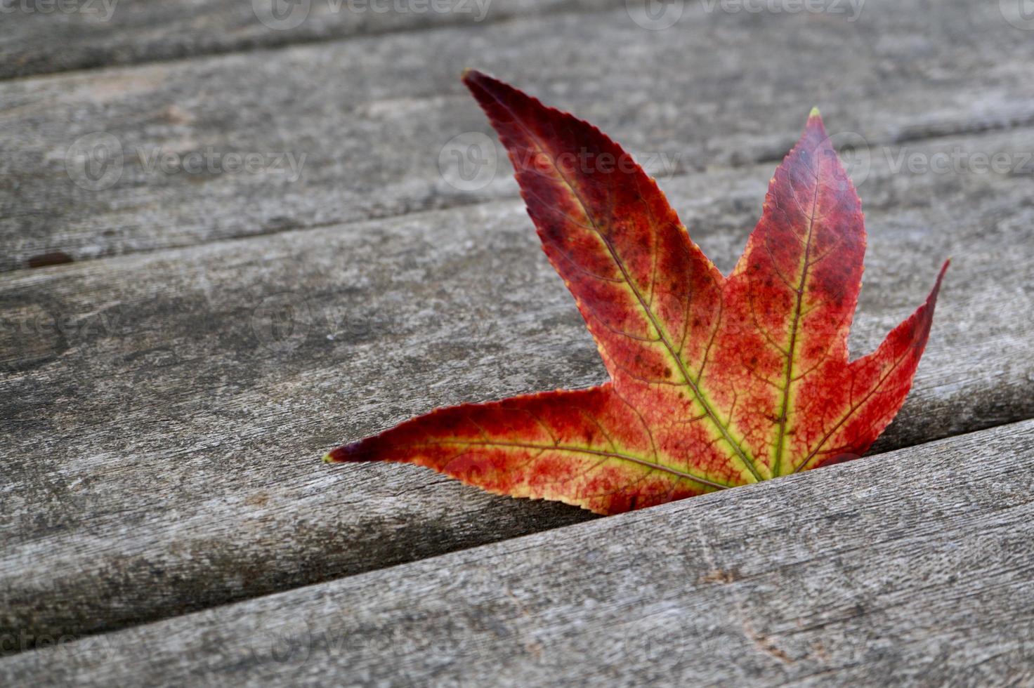 rood esdoornblad in de herfstseizoen foto