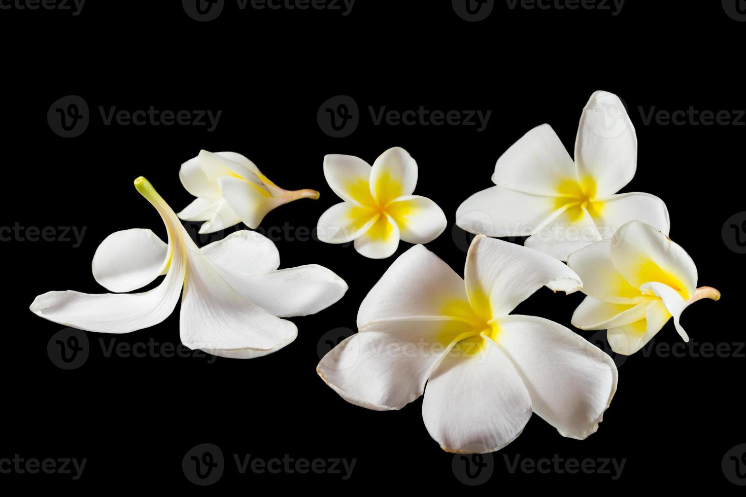 Groep plumeria andere naam frangipani pagode boom tempel boom apocynaceae leelawadee lunthom op zwarte achtergrond geïsoleerd foto