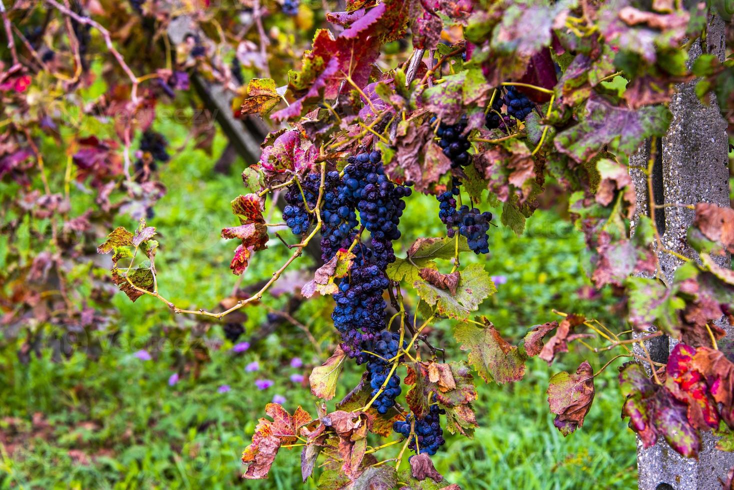 herfst druiven vier foto