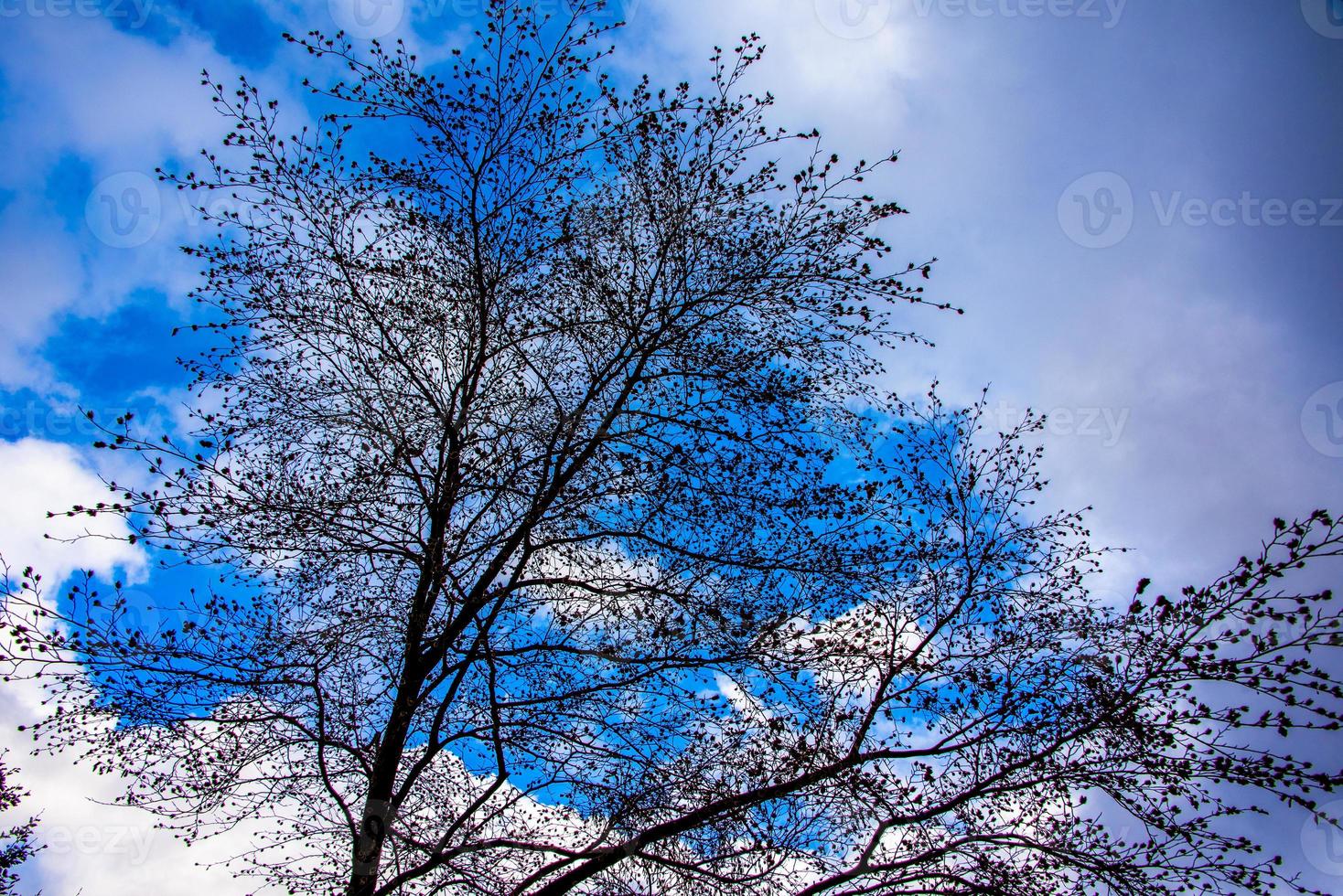 boom en lucht foto