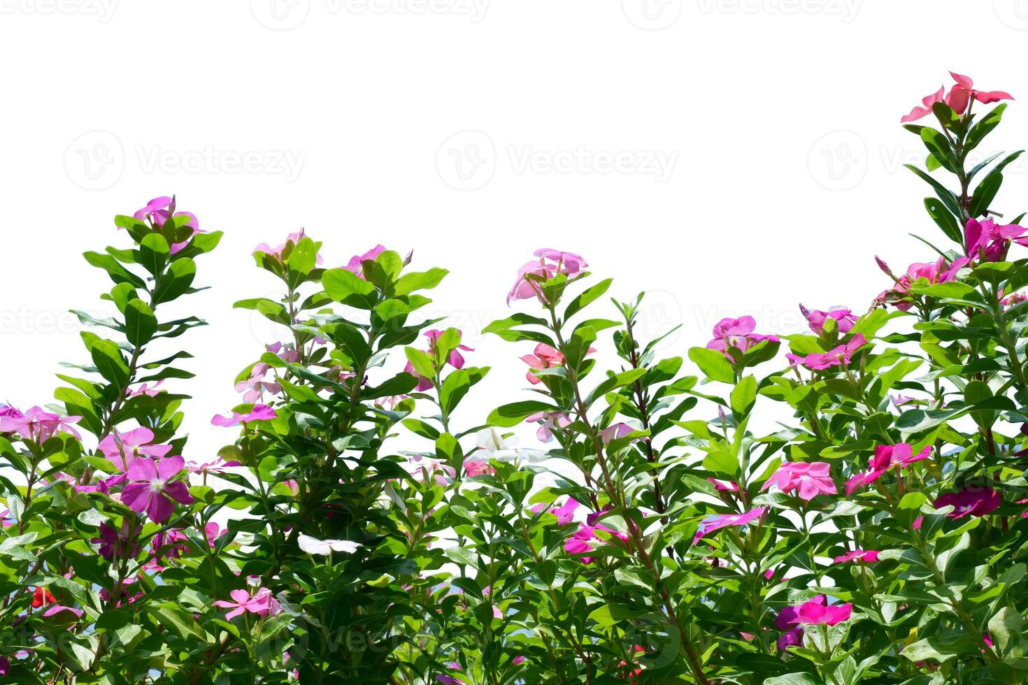 bloemen op een witte achtergrond foto