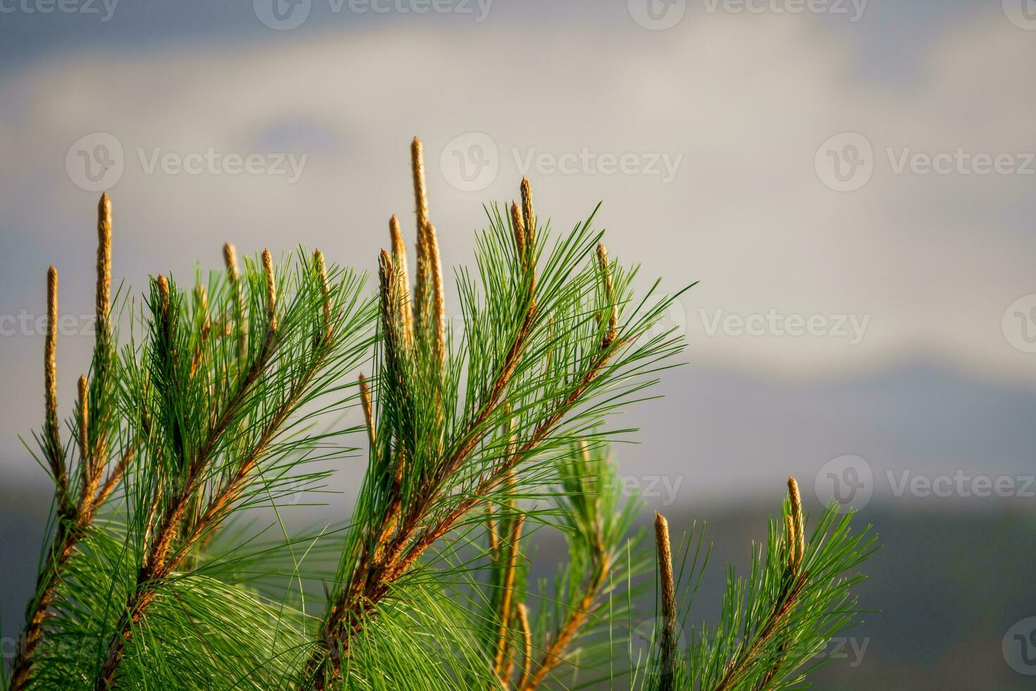 groen bomen en een bewolkt blauw lucht achtergrond foto