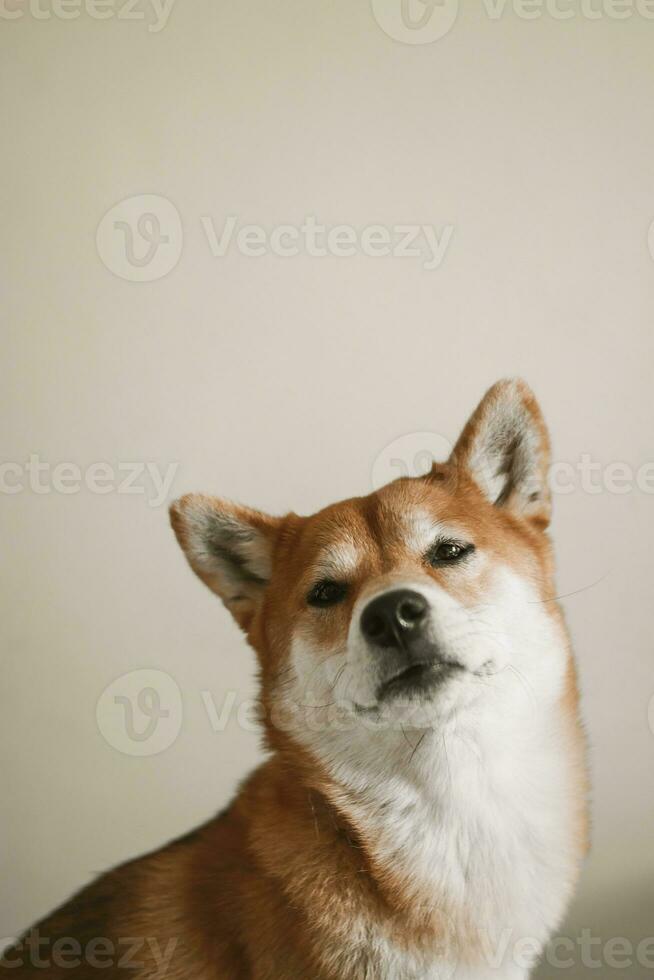 portret van Japans rood hond shiba inu. vrolijk en schattig hond. foto