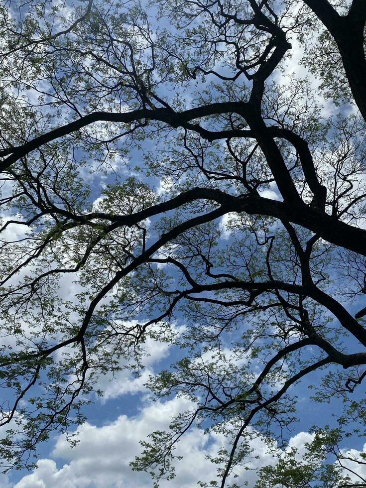 boom takken Aan blauw lucht foto