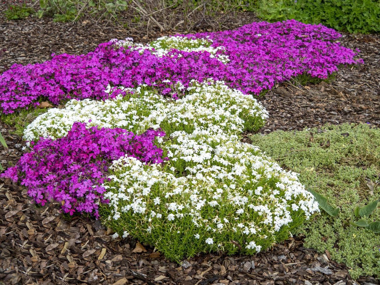 kleurrijke kruipende phlox in een lentetuin foto