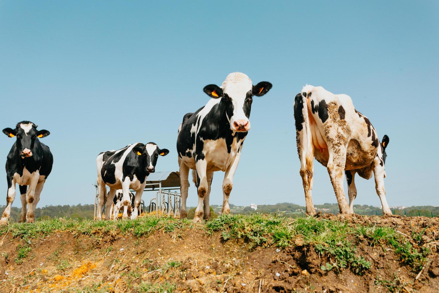 en zwarte koeien op platteland. 2488051 Stockfoto