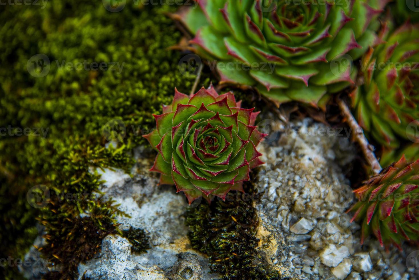 sempervivum calcareum nul foto